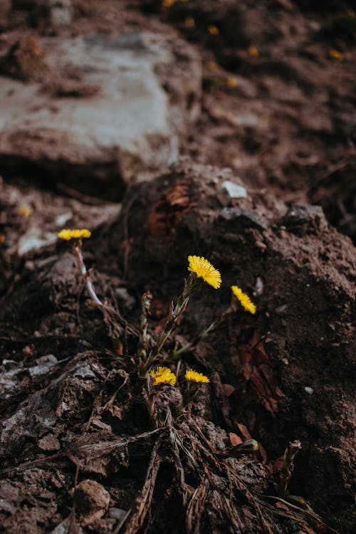 Close up of Flowers on Ground