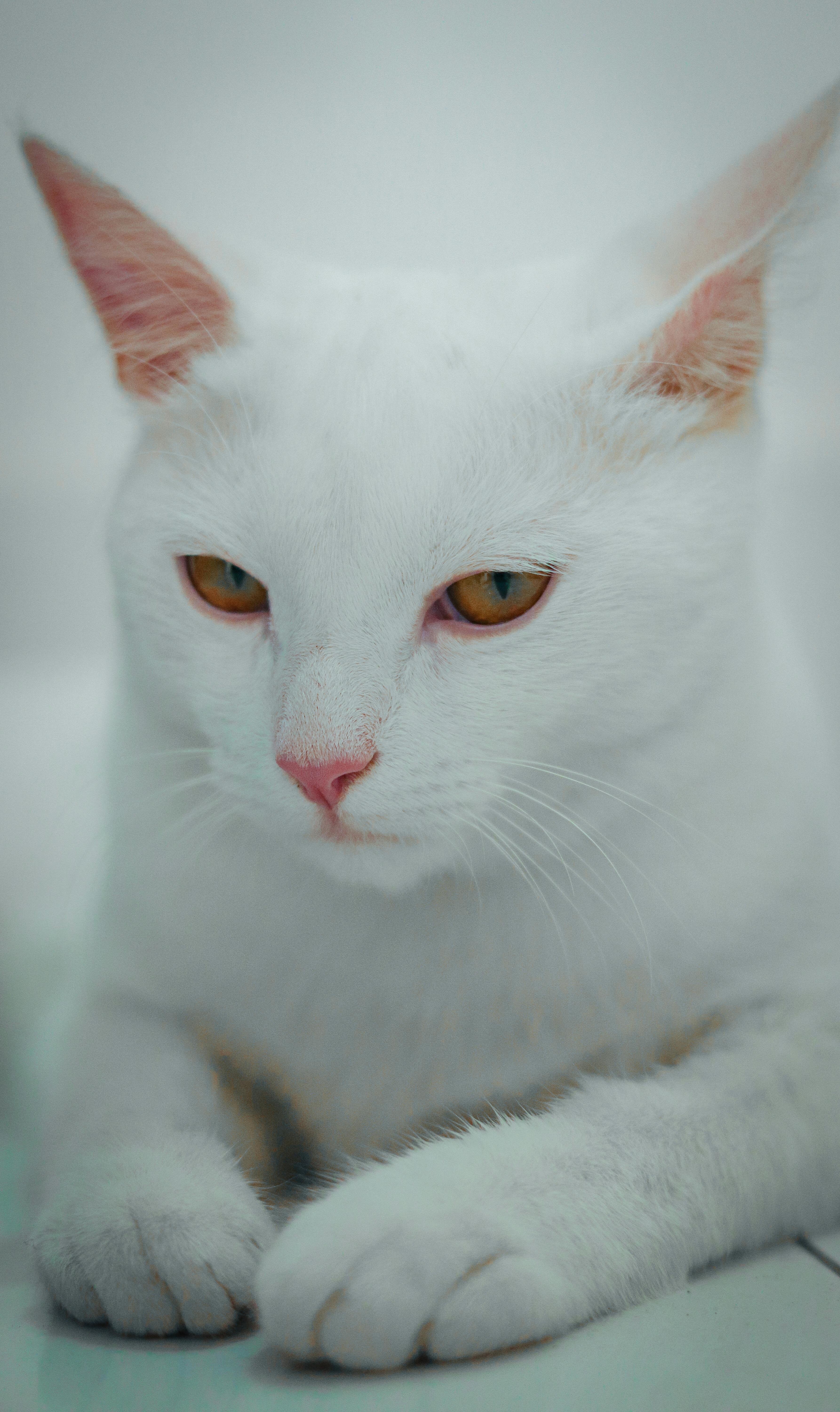 Ginger Cat Lying Down · Free Stock Photo