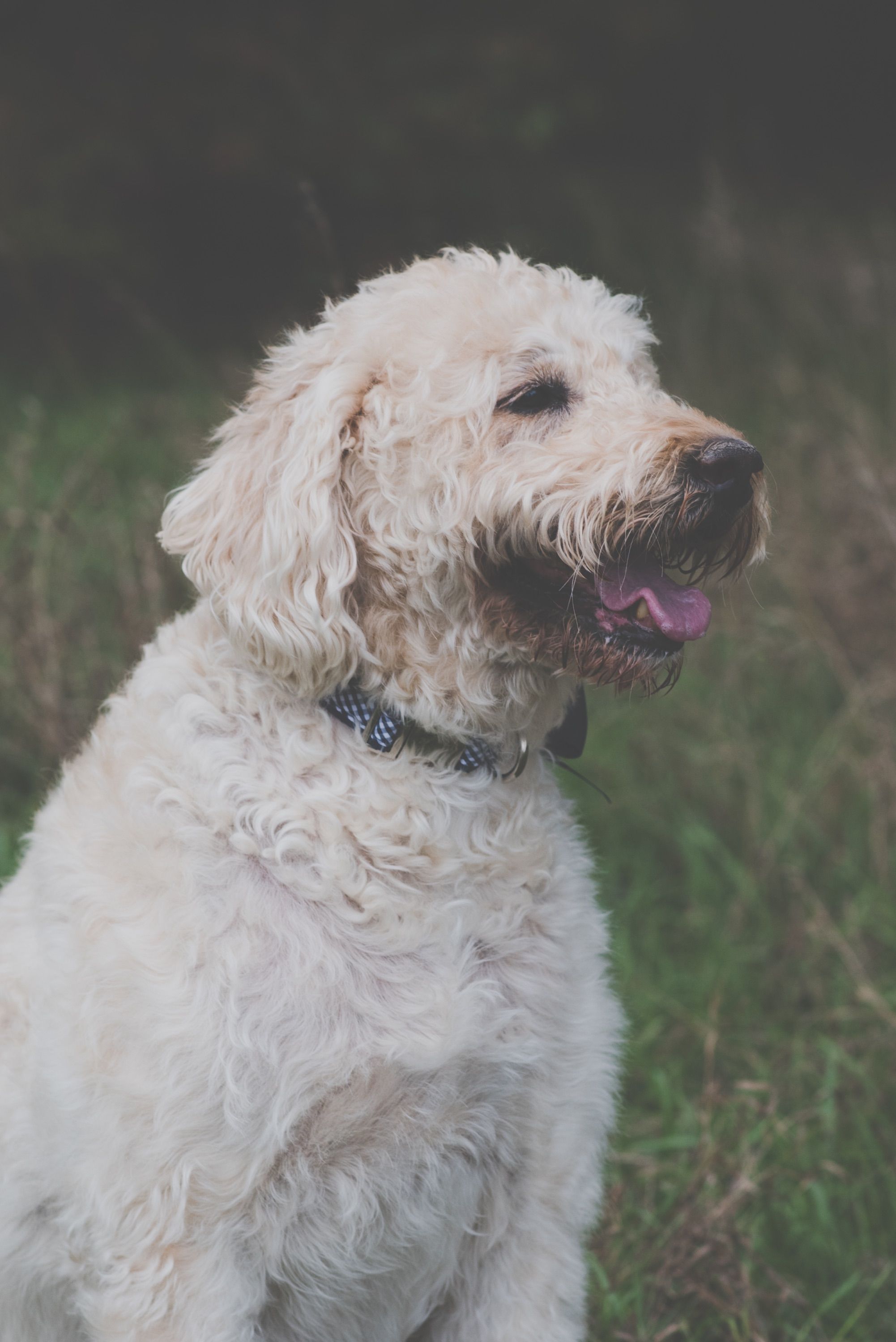Close up of White Dog · Free Stock Photo