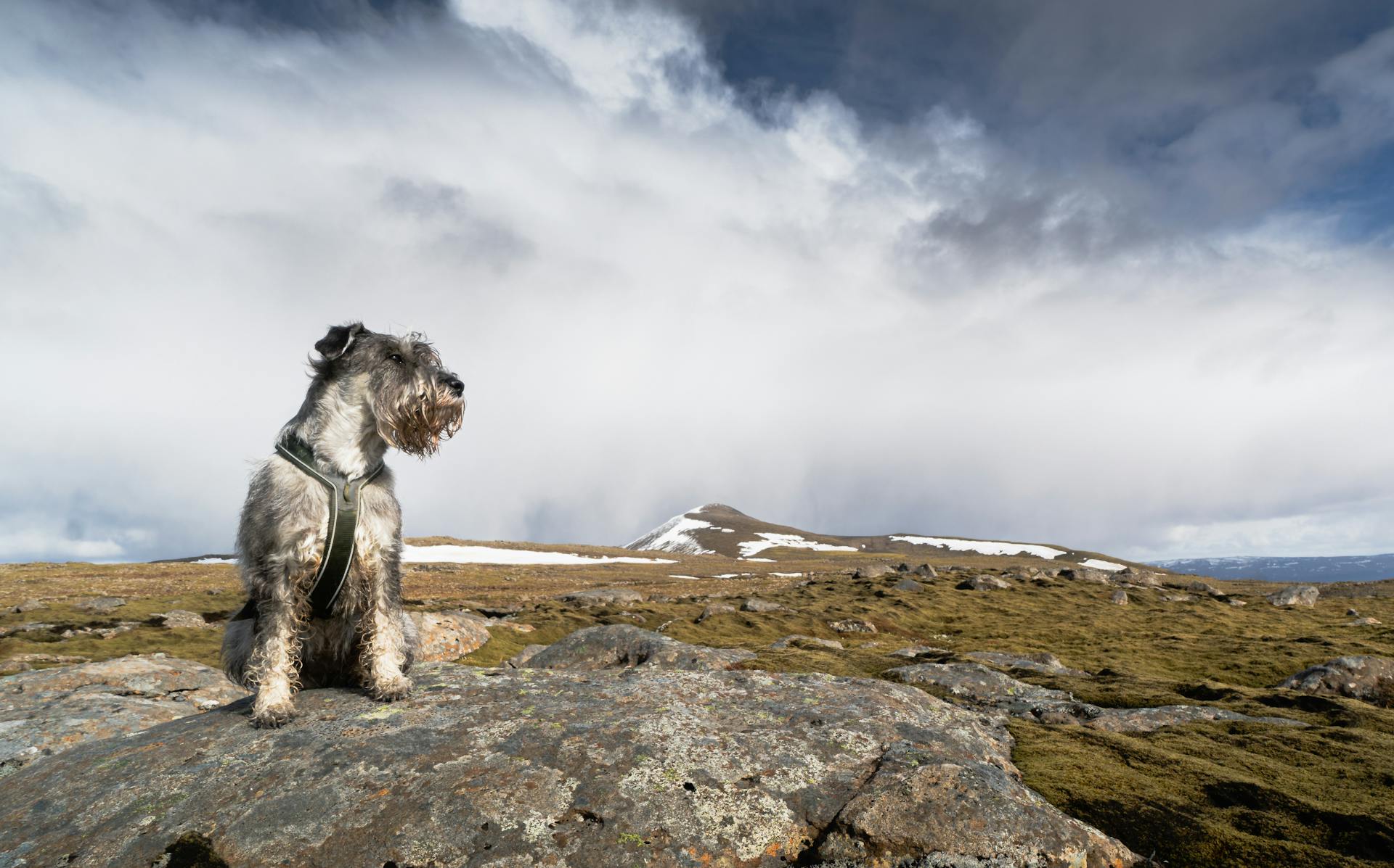 Grå schnauzer som sitter på en klippa i bergen