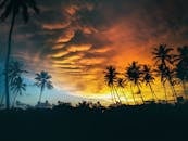 日落充满活力，棕榈树的轮廓映衬着戏剧性的天空，非常适合自然爱好者