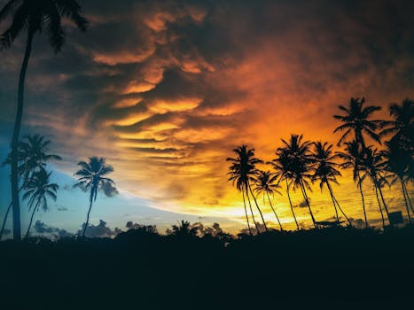 日落充满活力，棕榈树的轮廓映衬着戏剧性的天空，非常适合自然爱好者