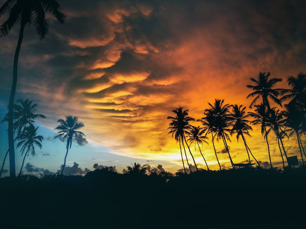 gratis Silhouet Van Kokospalmen Onder Donkere Wolken Tijdens Gouden Uren Stockfoto
