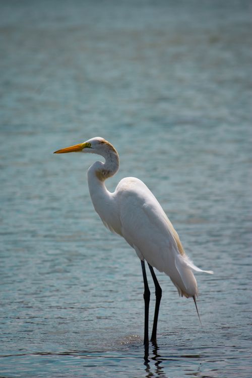 Free Side view of a great egret standing in calm water showcasing its elegant form. Stock Photo