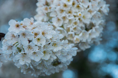Immagine gratuita di bocciolo, fiore di ciliegio