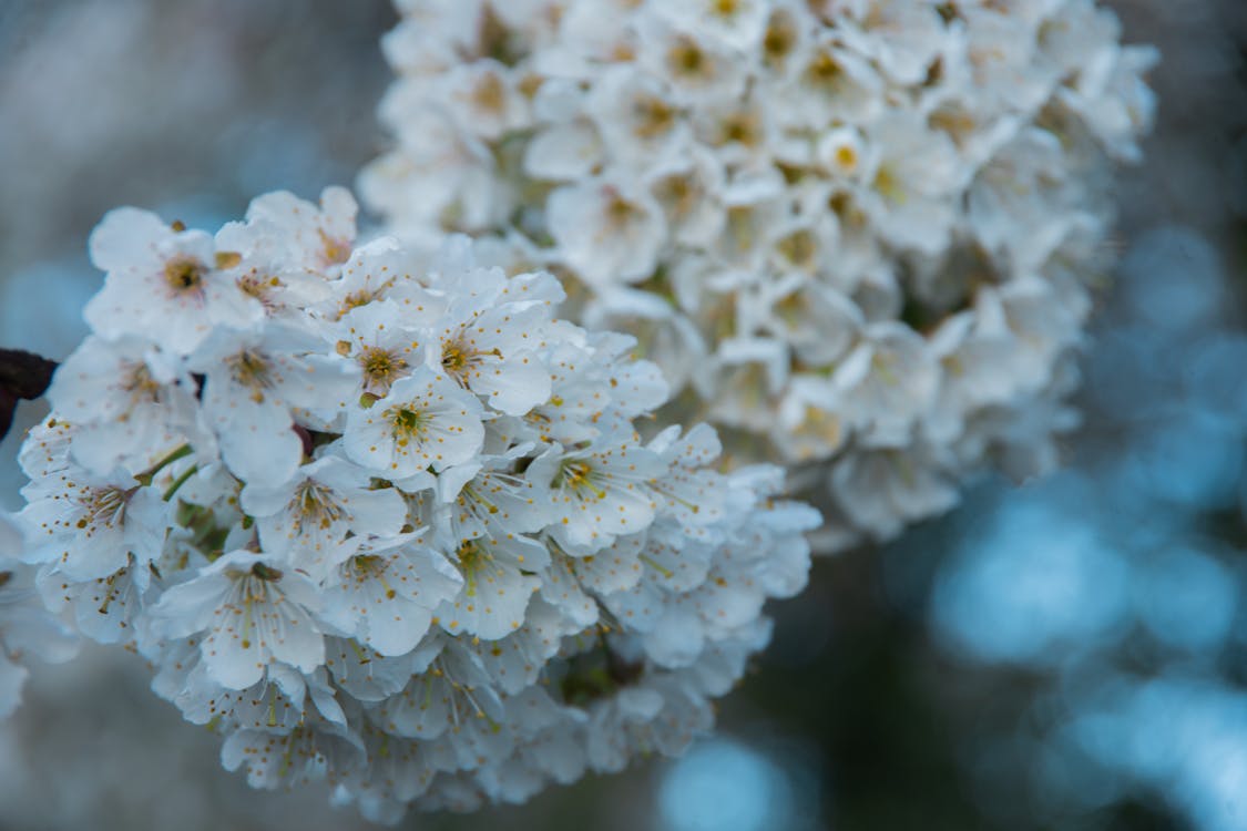 桜の花, 花の無料の写真素材