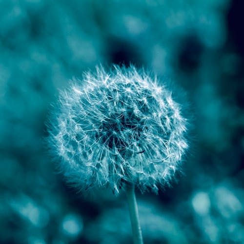 Kostenloses Stock Foto zu blauem hintergrund, blowball, blühen