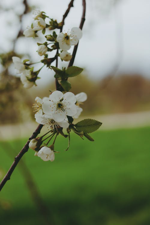 Základová fotografie zdarma na téma bílé květy, jabloň, jaro