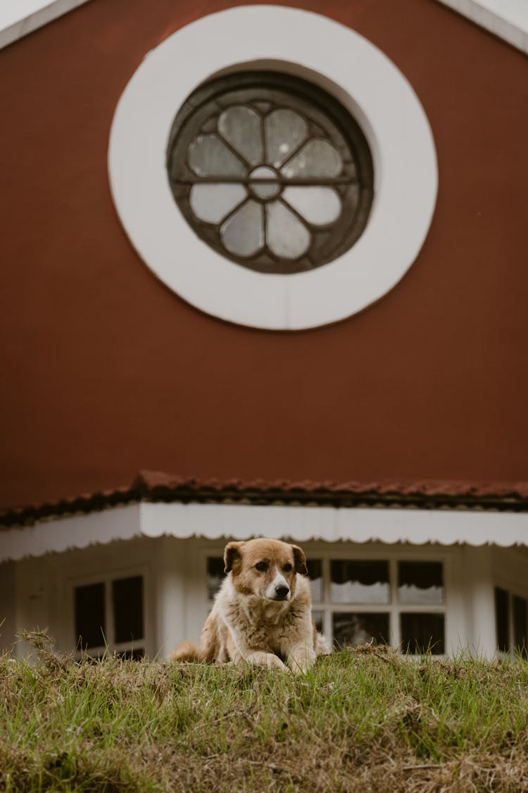 Dog Lying Down Near Building With Circular Window