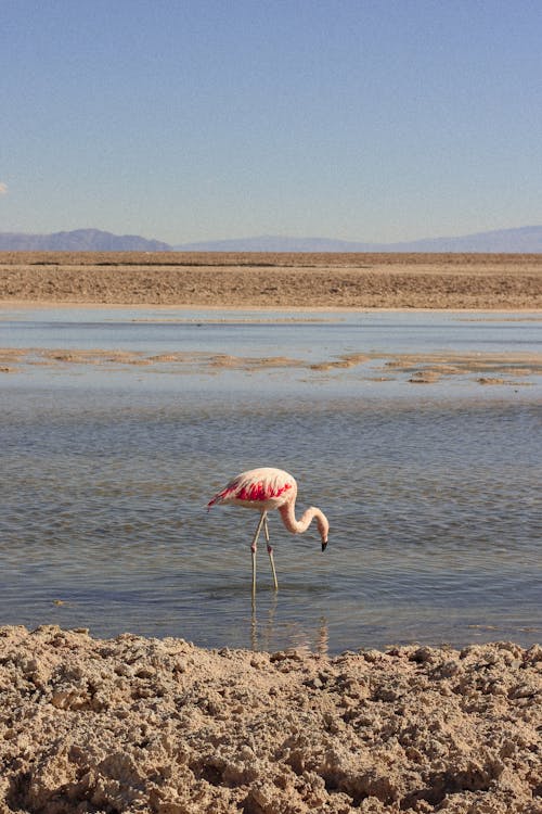 Flamingo in Nature