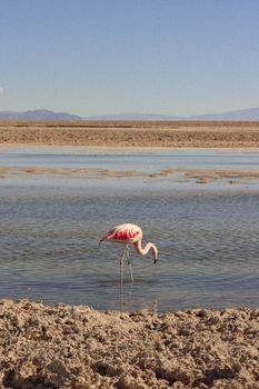 flamingo photo