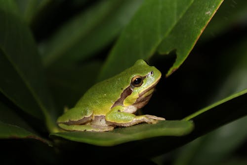 나뭇잎, 녹색, 동물 사진의 무료 스톡 사진