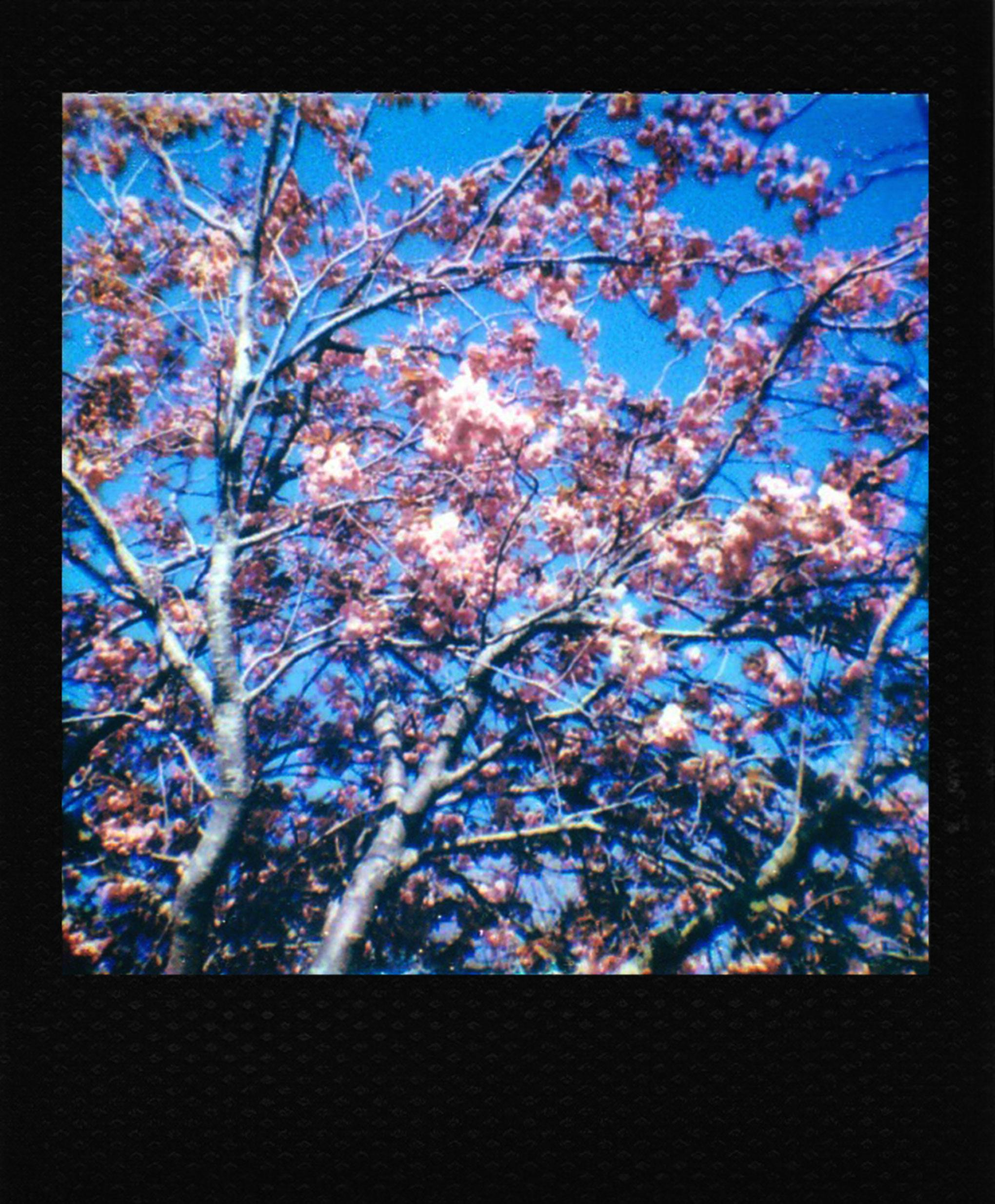Close-up of vibrant pink blossoms on tree branches against a clear blue sky.