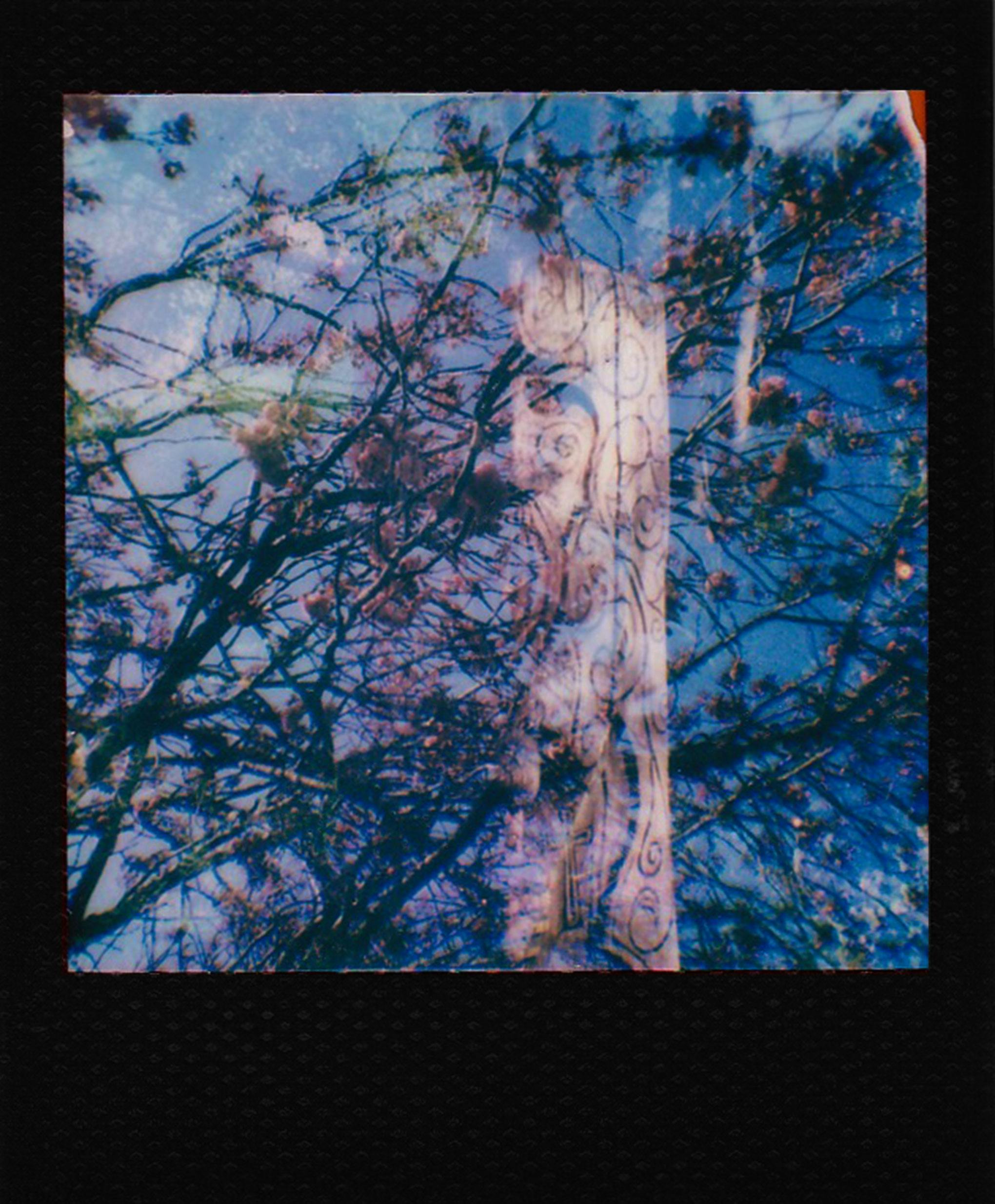 Double exposure capturing blossoms and intricate patterns in a vibrant spring setting.