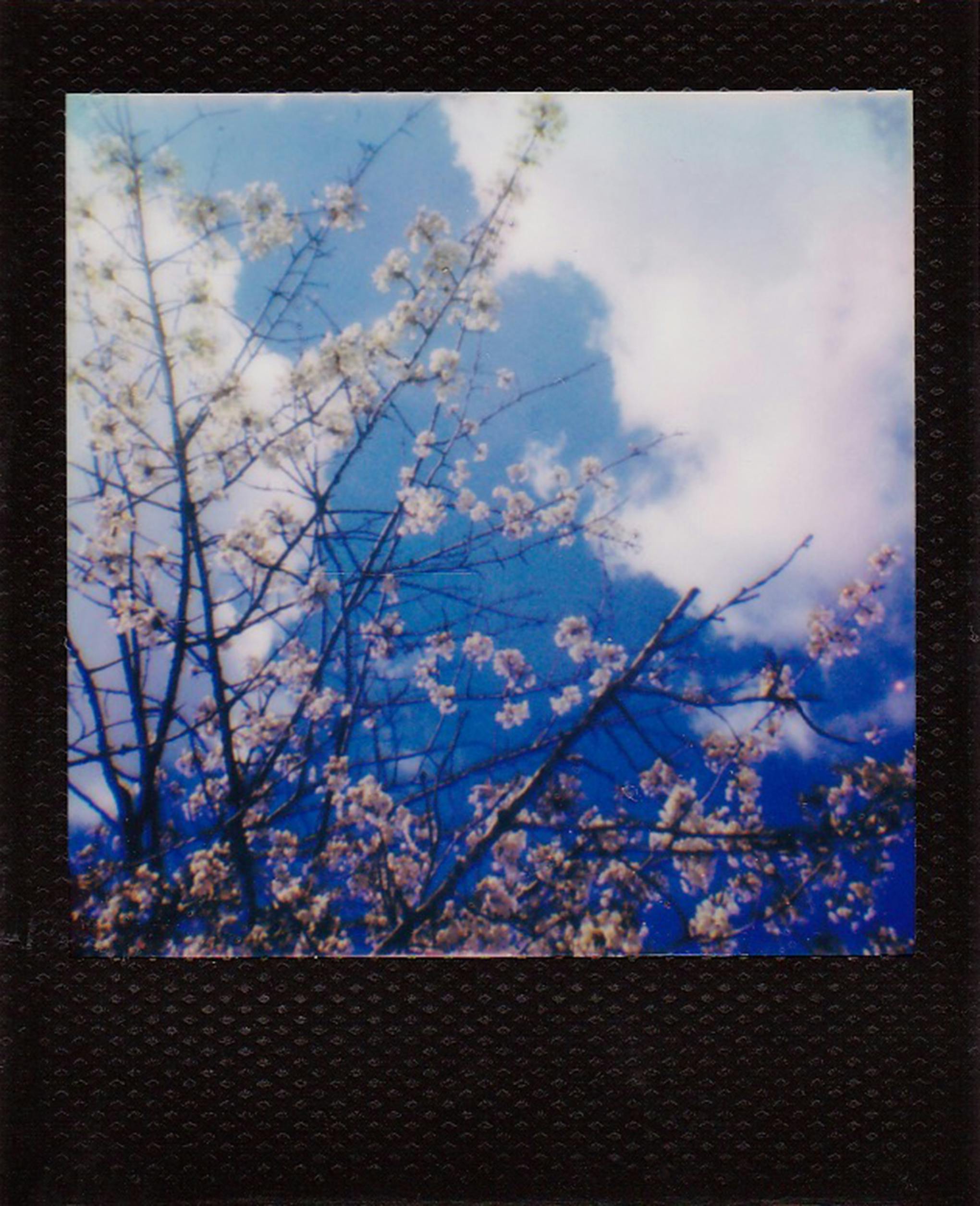 A close-up of blooming cherry blossoms with a clear blue sky and clouds.