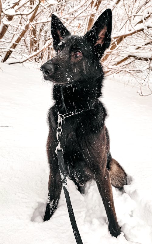 Free Black Dog Sitting in Snow Stock Photo