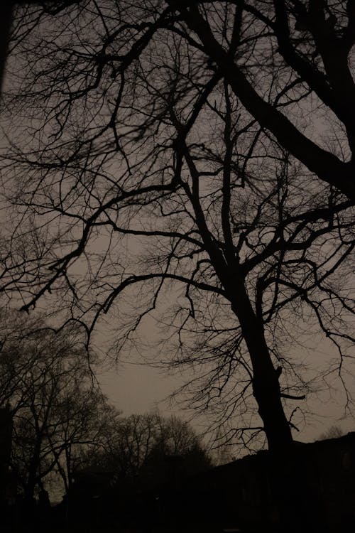 Foto profissional grátis de aborrecido, árvores, assustador