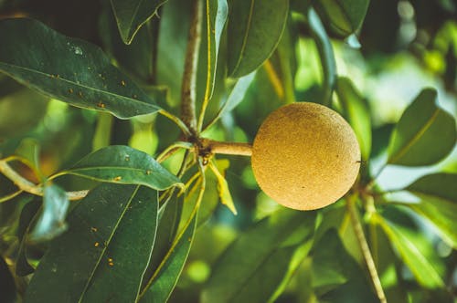 Close-Up Photo of a Fruit