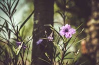 特写镜头中，紫色的花朵沐浴在阳光下，四周环绕着花园里郁郁葱葱的树叶