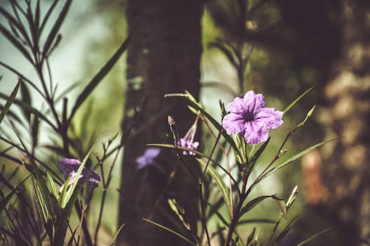 特写镜头中，紫色的花朵沐浴在阳光下，四周环绕着花园里郁郁葱葱的树叶
