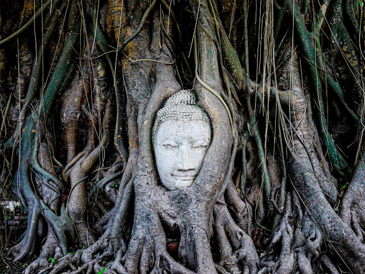 Buddha Head In Tree Roots