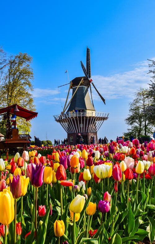 Free Stunning view of vibrant tulip fields with a classic windmill in Amsterdam, Netherlands. Stock Photo