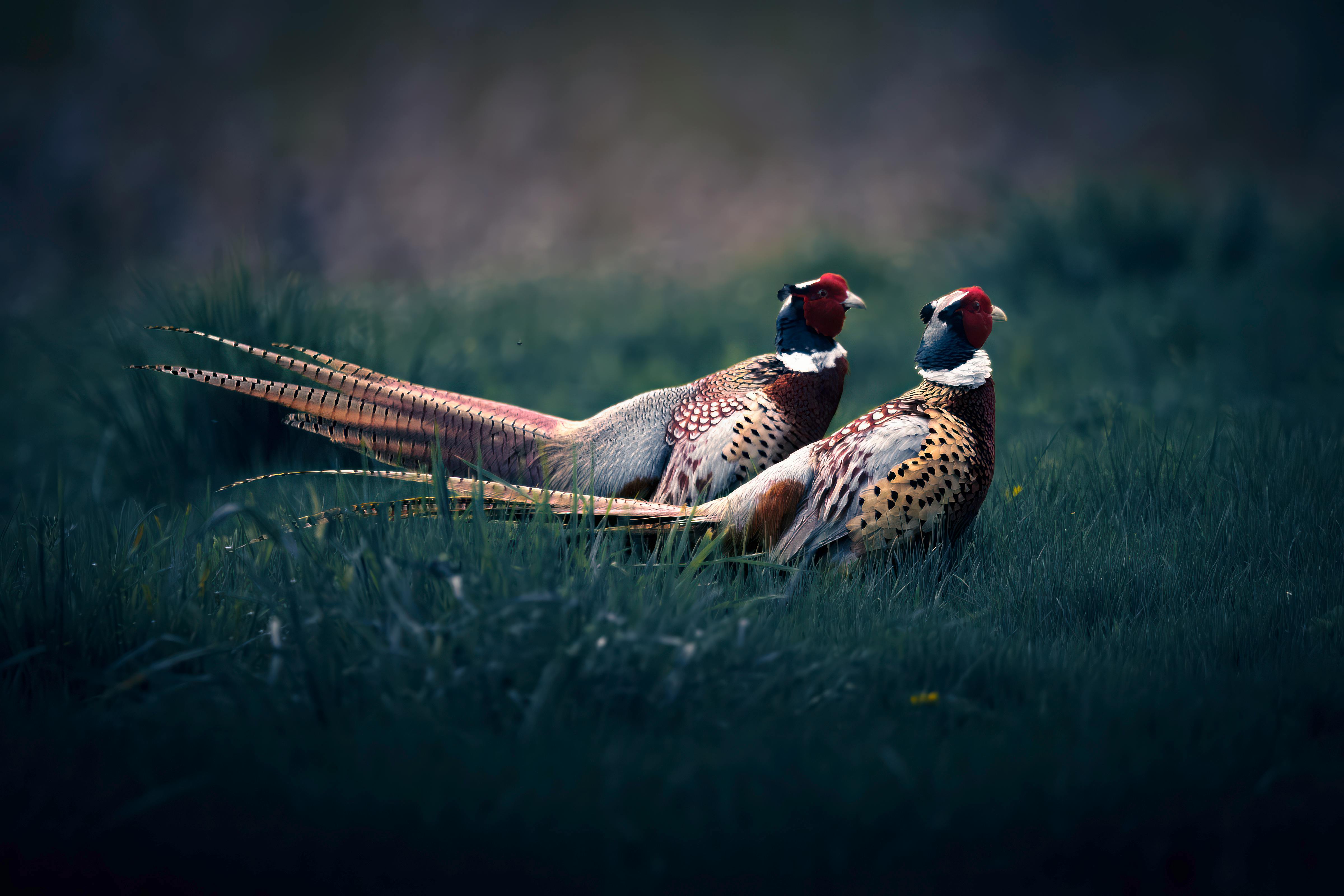 Golden Pheasant wallpapers - backiee