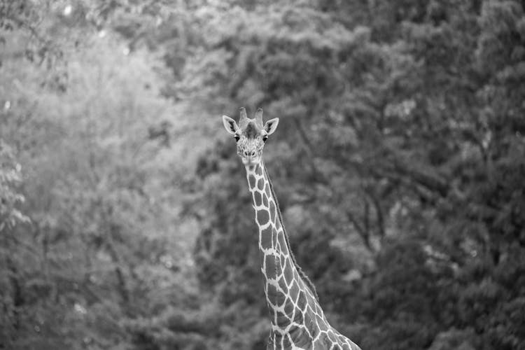 Giraffe In Black And White