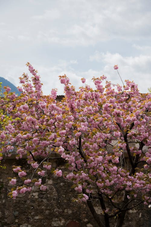 ağaçlar, bahar, büyüme içeren Ücretsiz stok fotoğraf