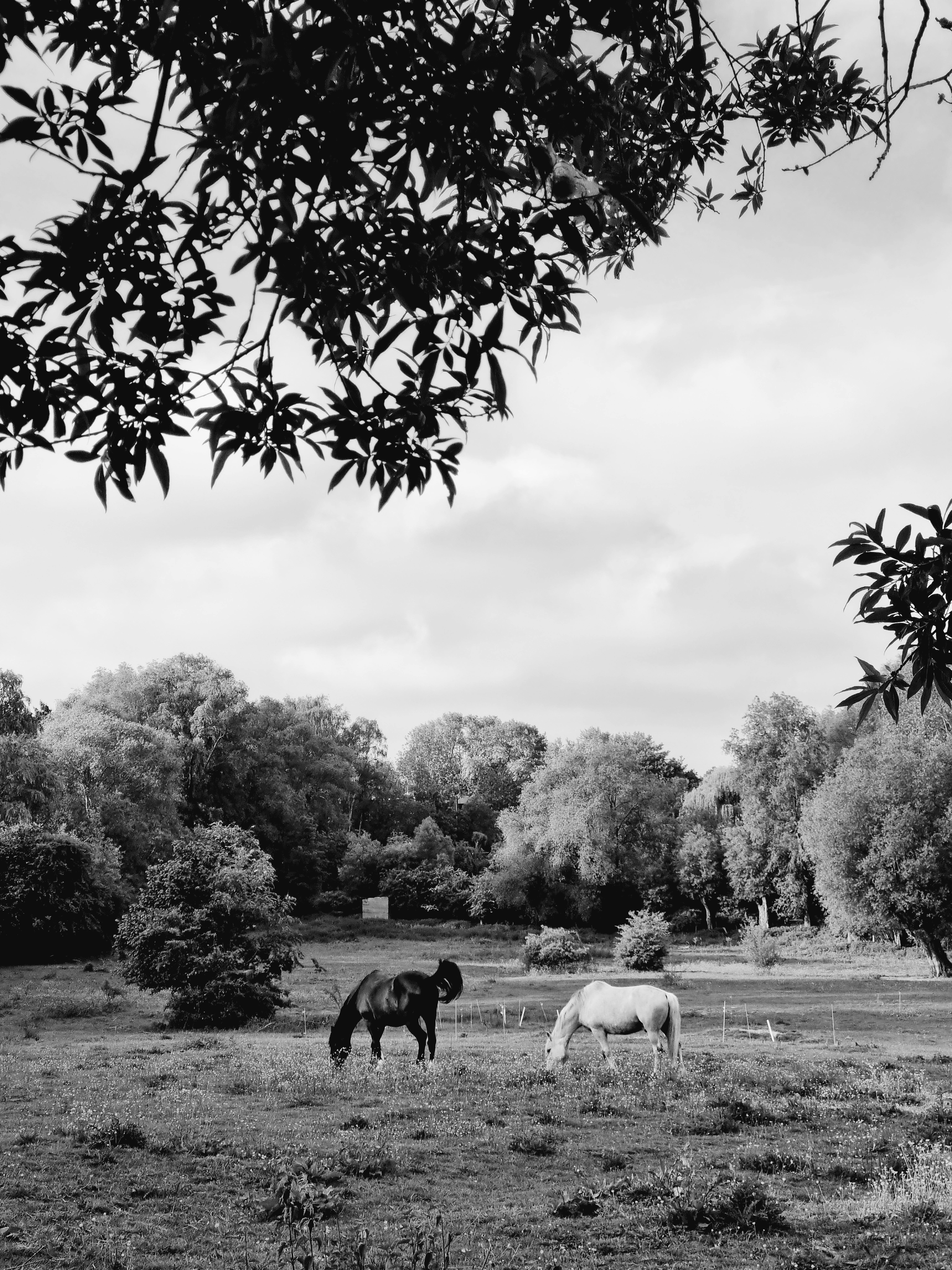 Tranquil black and white image of horses grazing in a scenic pasture.