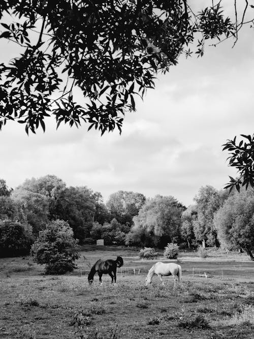 나무, 말, 블랙 앤 화이트의 무료 스톡 사진
