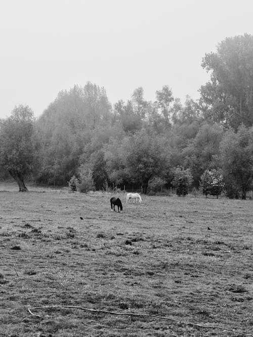 Základová fotografie zdarma na téma černobílý, koně, louka