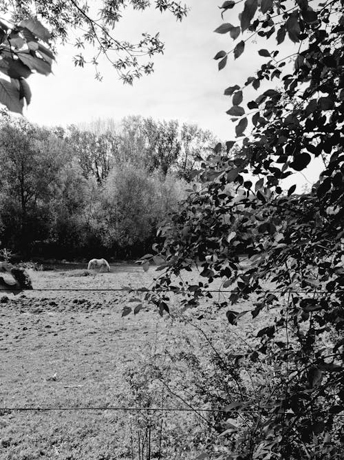 Imagine de stoc gratuită din alb-negru, arbori, fotografiere verticală