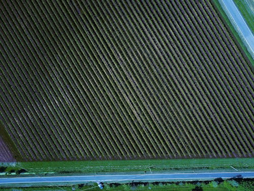 Základová fotografie zdarma na téma letecká fotografie, vigna, vigneto