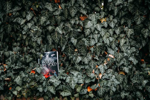 Free Where Are You? Book in Middle of Plant Stock Photo