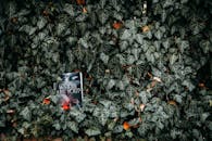 一本名为《你在哪里？》的小说，被放置在户外茂密的常春藤叶之间，营造出一种神秘感