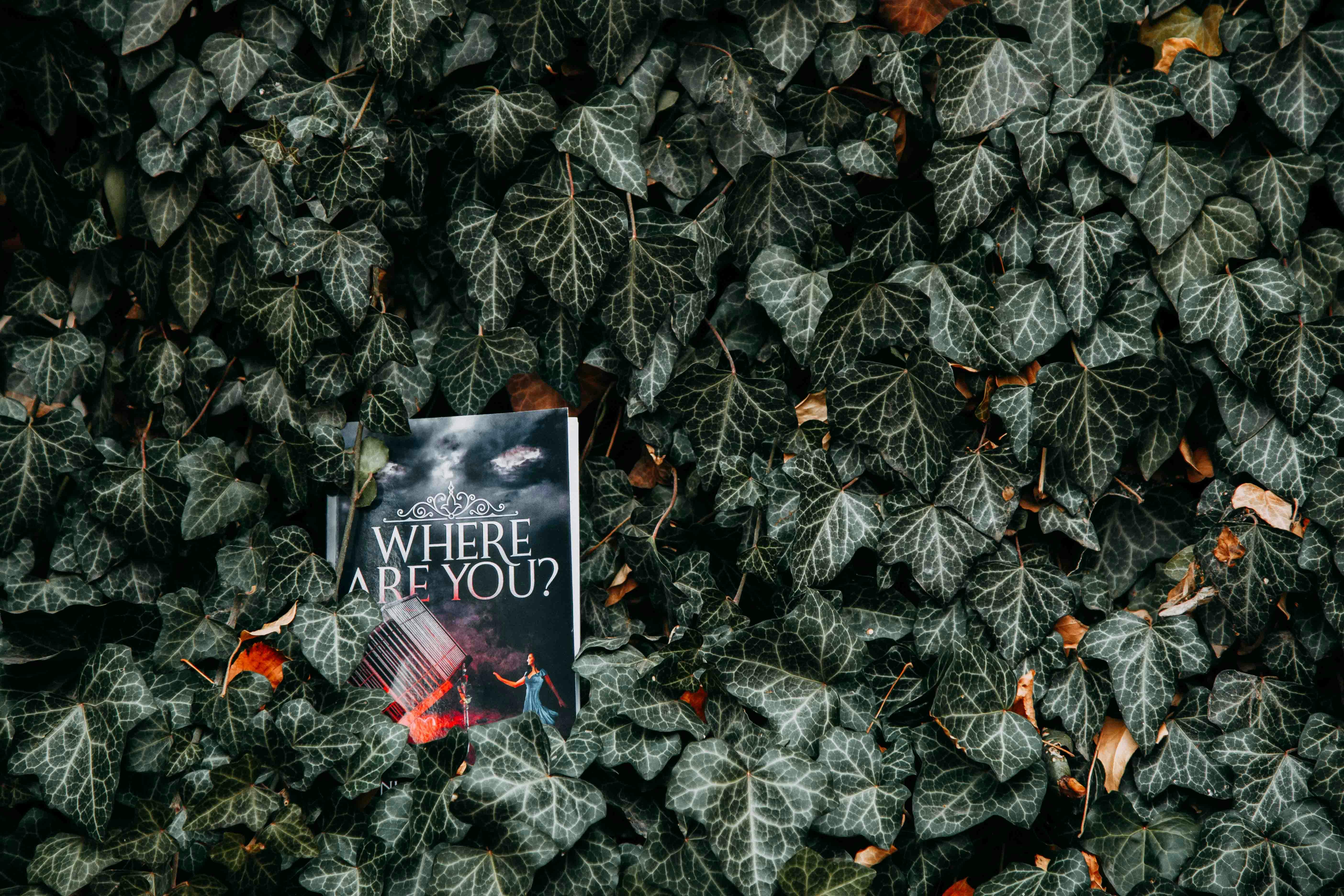 A novel titled 'Where Are You?' lies among dense ivy leaves in a garden setting.
