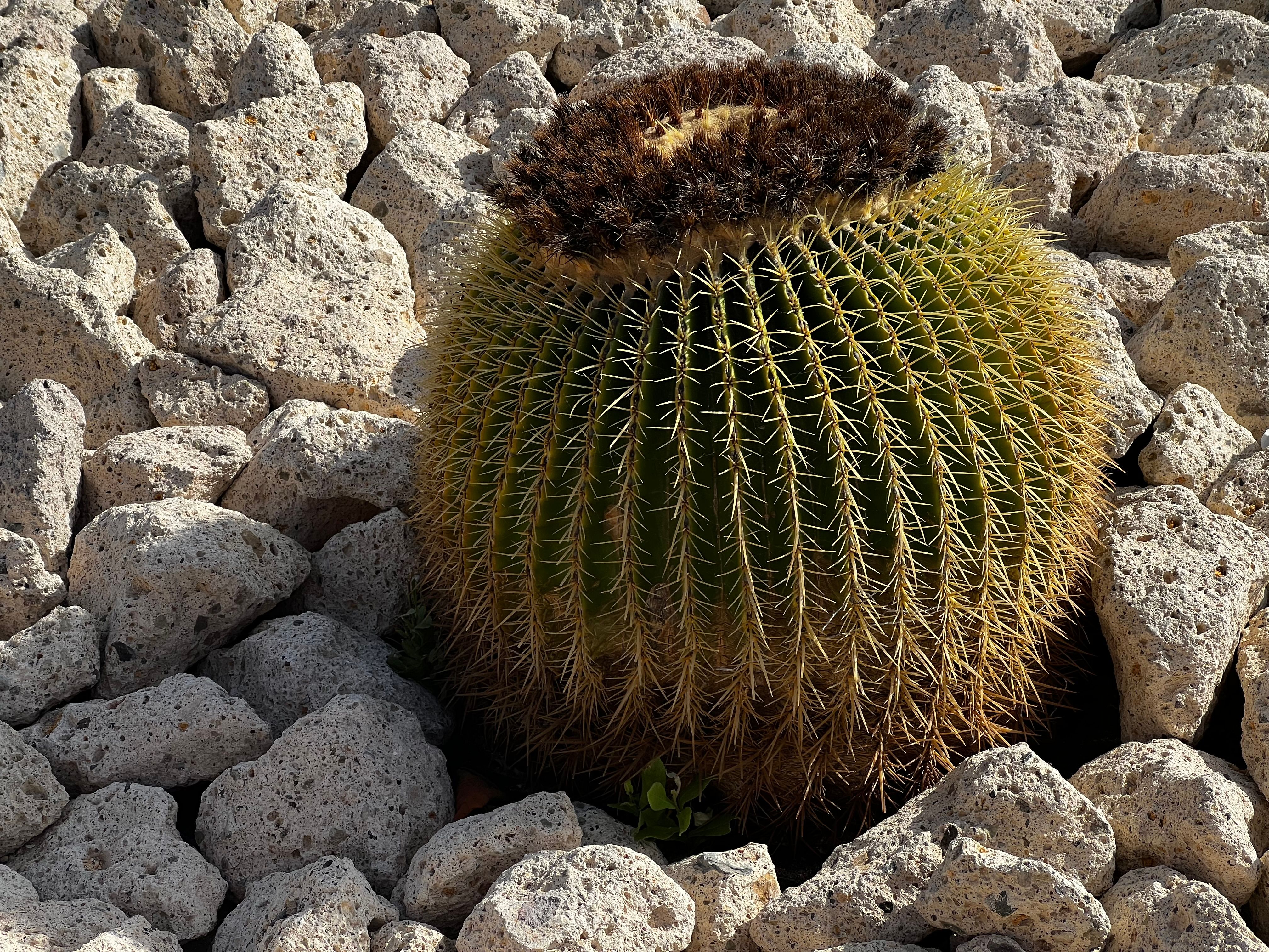 Close-up of a golden barrel cactus amidst sunlit stones, showcasing its unique thorns.