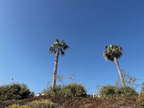 Clear Sky over Palm Trees