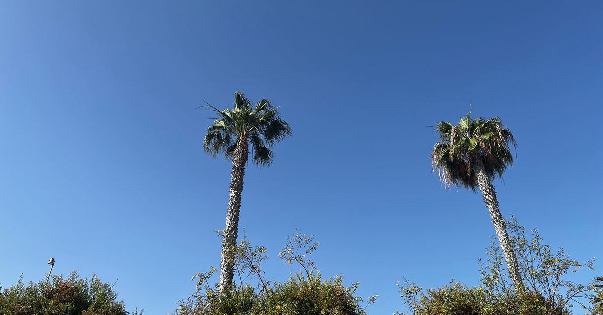 Low angle shot of two palm trees with clear blue sky and bushy foreground.