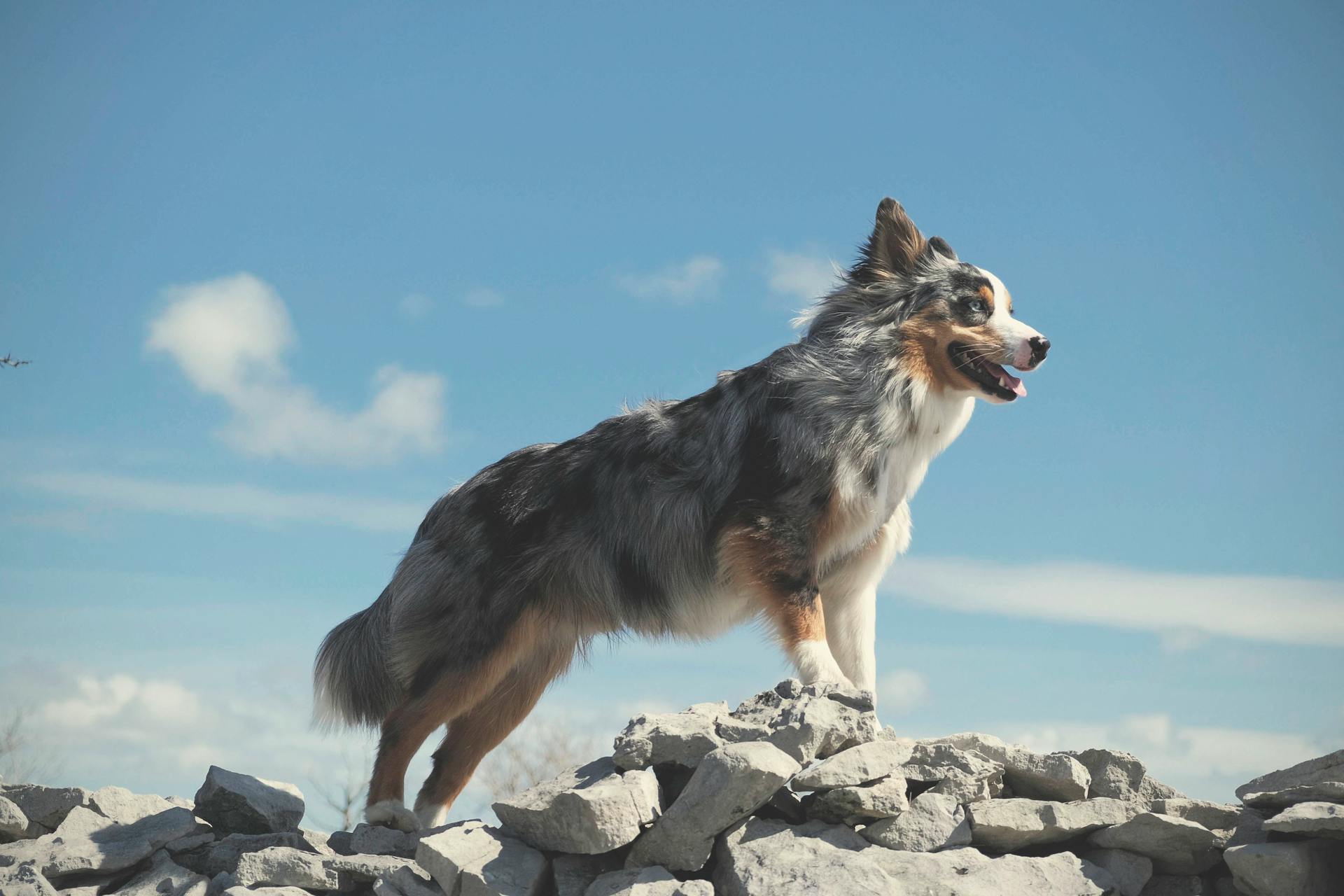 Australian Shepherd on Stones