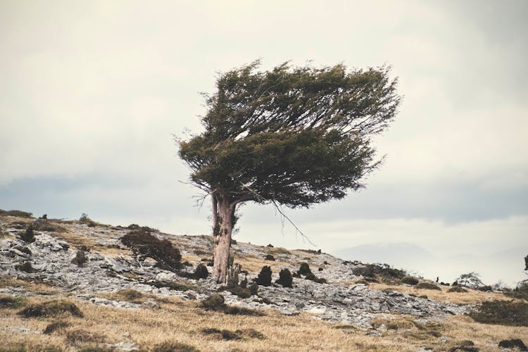 Single Tree In Countryside