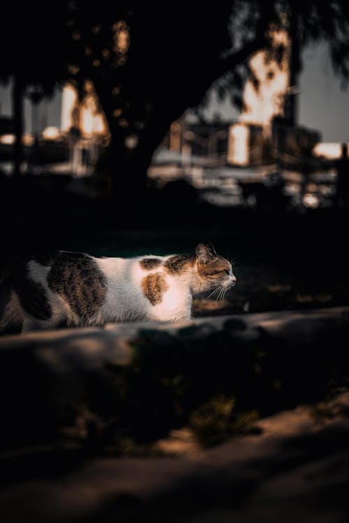 Cat Walking in the Shadow 