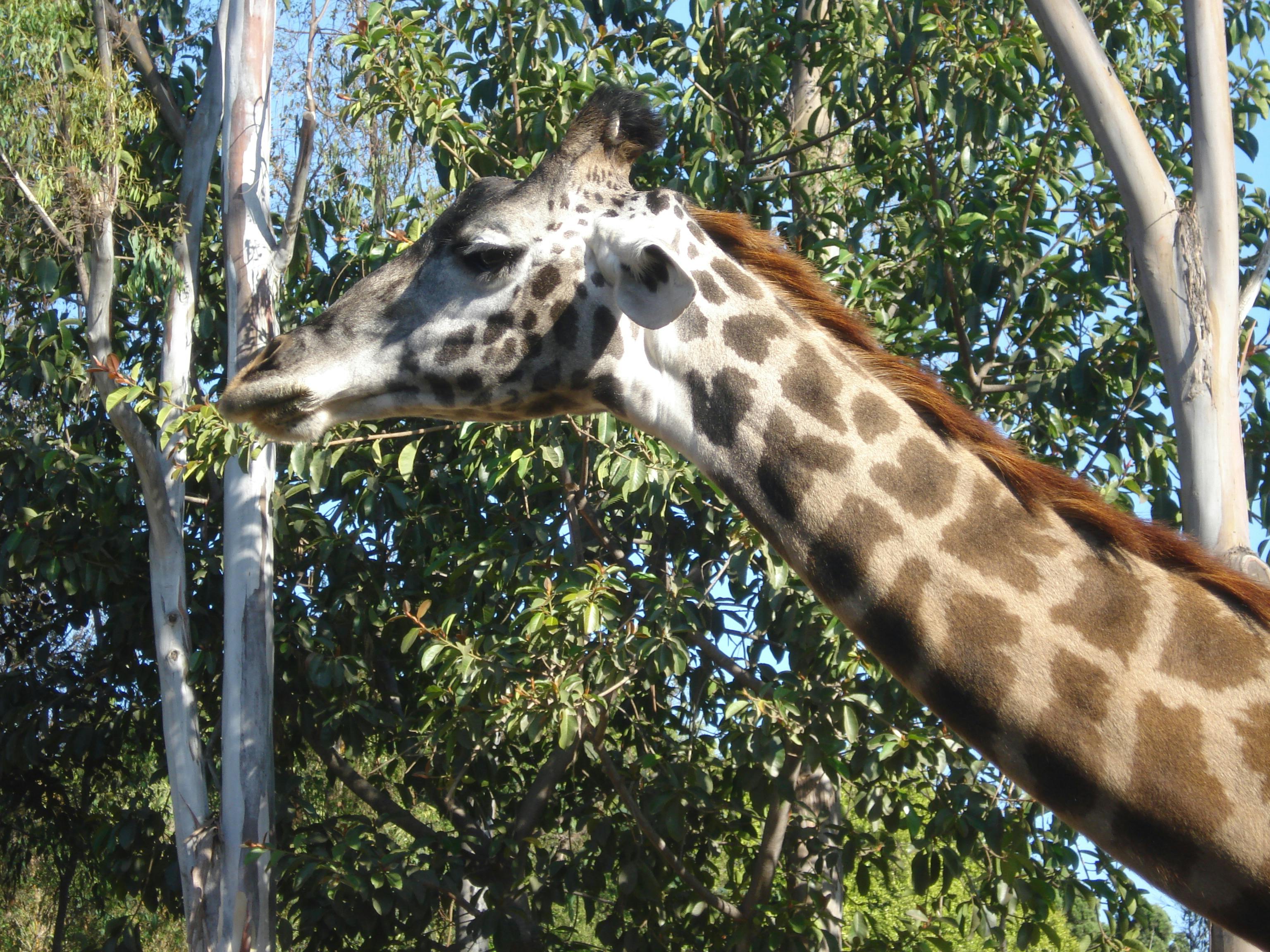 Free stock photo of animal, giraffe, head