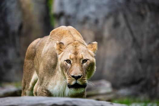 Close up of Lioness