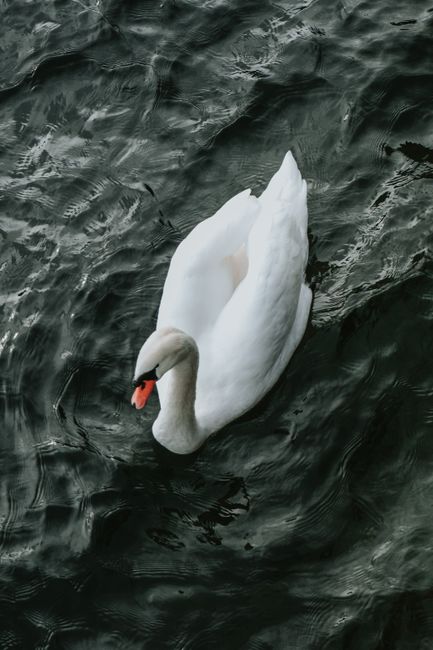 A serene white swan gracefully floating on rippling dark water. Perfect for nature and tranquility themes.