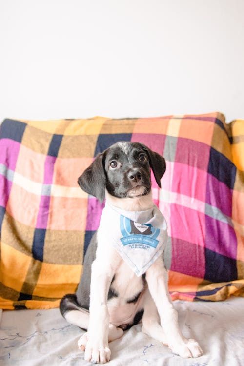 Free Puppy Sitting on Bed Stock Photo