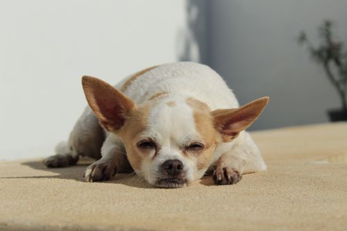 Free Chihuahua lounging on a sunlit patio in Mérida, capturing a serene and calm moment. Stock Photo