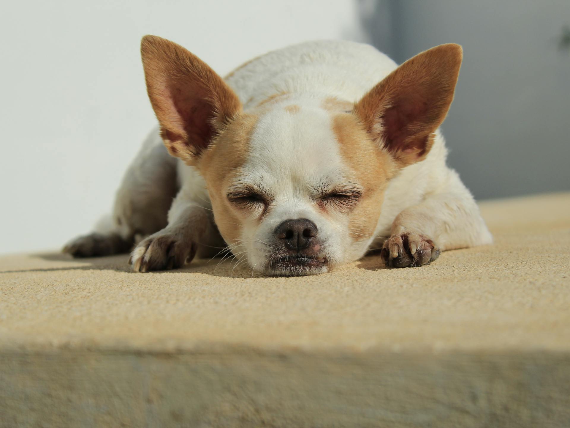 A Dog Sleeping