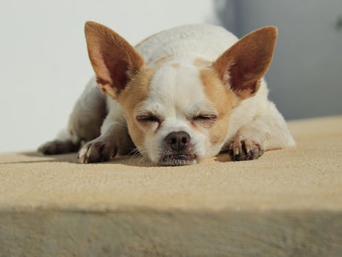 Free A Dog Sleeping Stock Photo